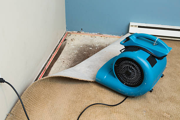 Best Professional water damage repair  in Jesup, IA